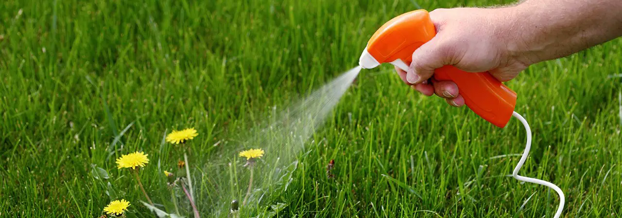 best weed killer for lawns
