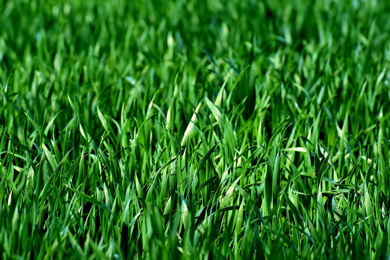 Green Grass