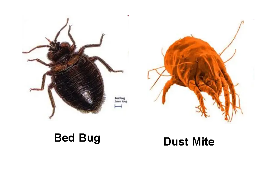 Bed Bug and Dust Mite