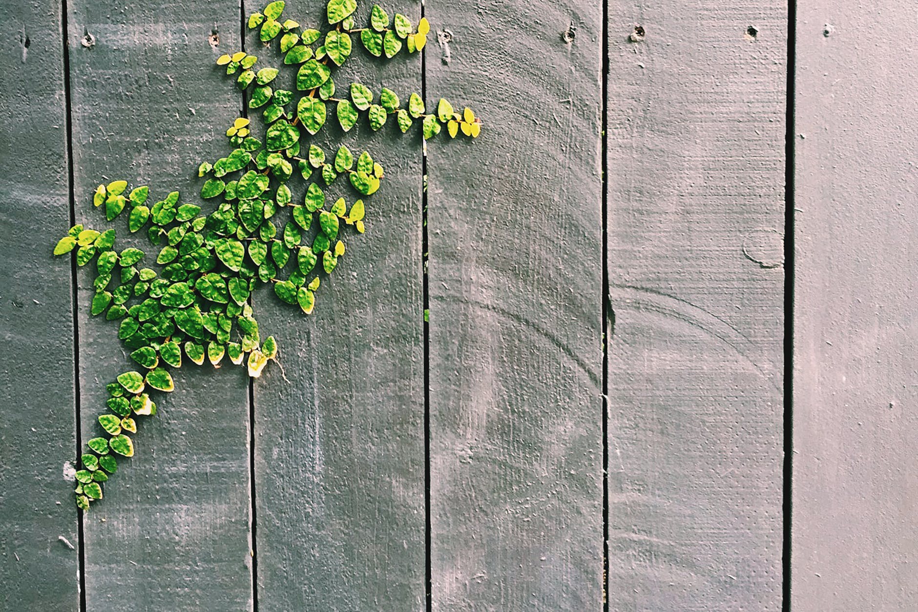 wooden fence